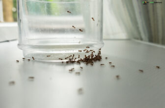 how to get rid of ants in the kitchen